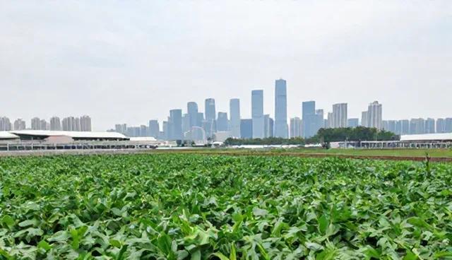海南网站设计两种维护策略对比分析